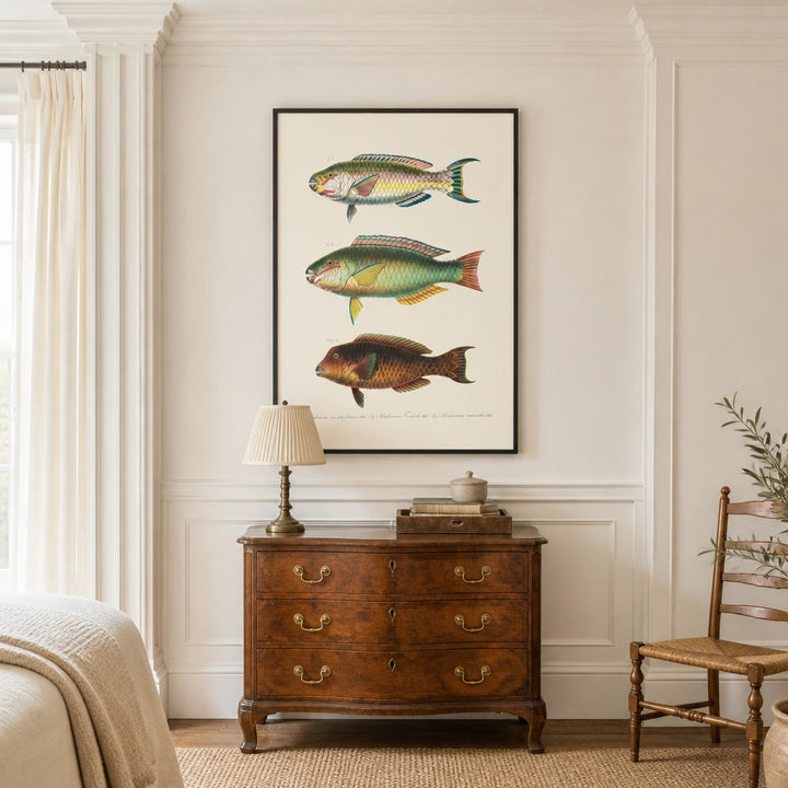 Indo-Pacific Parrotfish No. 7 vintage fish art print framed in a traditional home