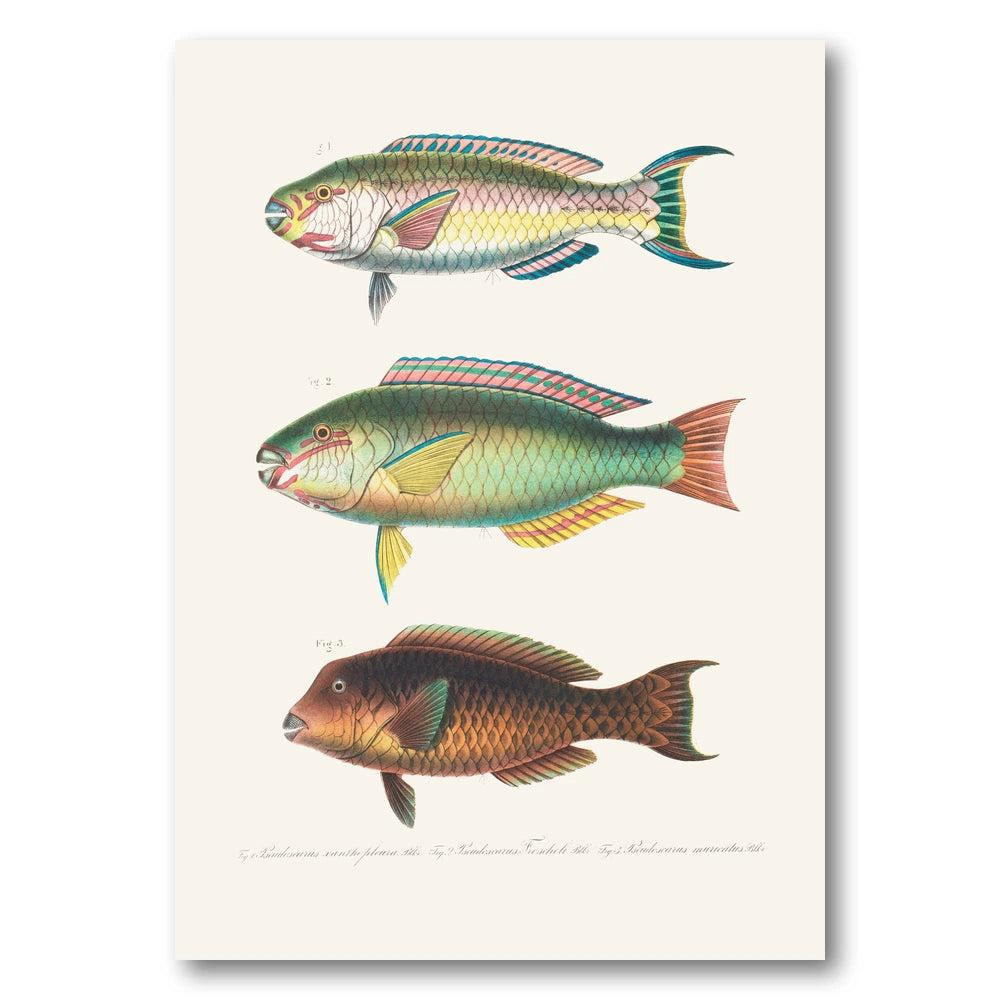 Indo-Pacific Parrotfish No. 7 Art Print