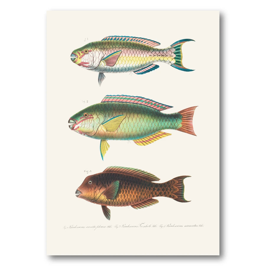 Indo-Pacific Parrotfish No. 7 Art Print