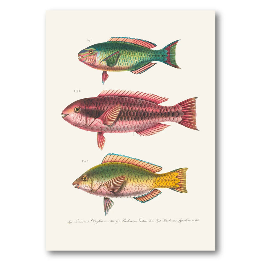Indo Pacific Parrotfish No 8 Art Print