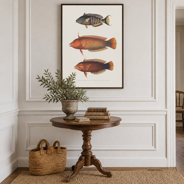 Indo-Pacific Wrasse No. 1 vintage fish art print framed in a traditional home
