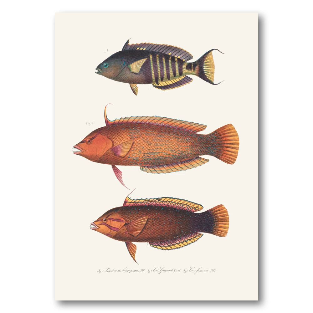 Indo-Pacific Wrasse No. 1 Art Print