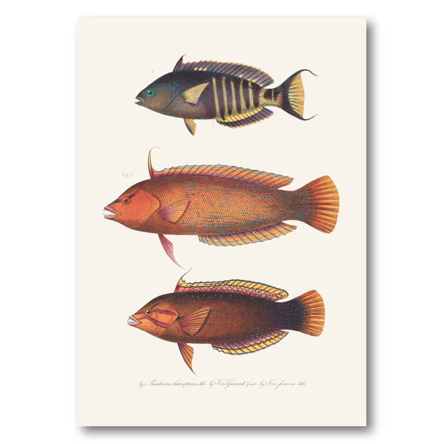 Indo-Pacific Wrasse No. 1 Art Print