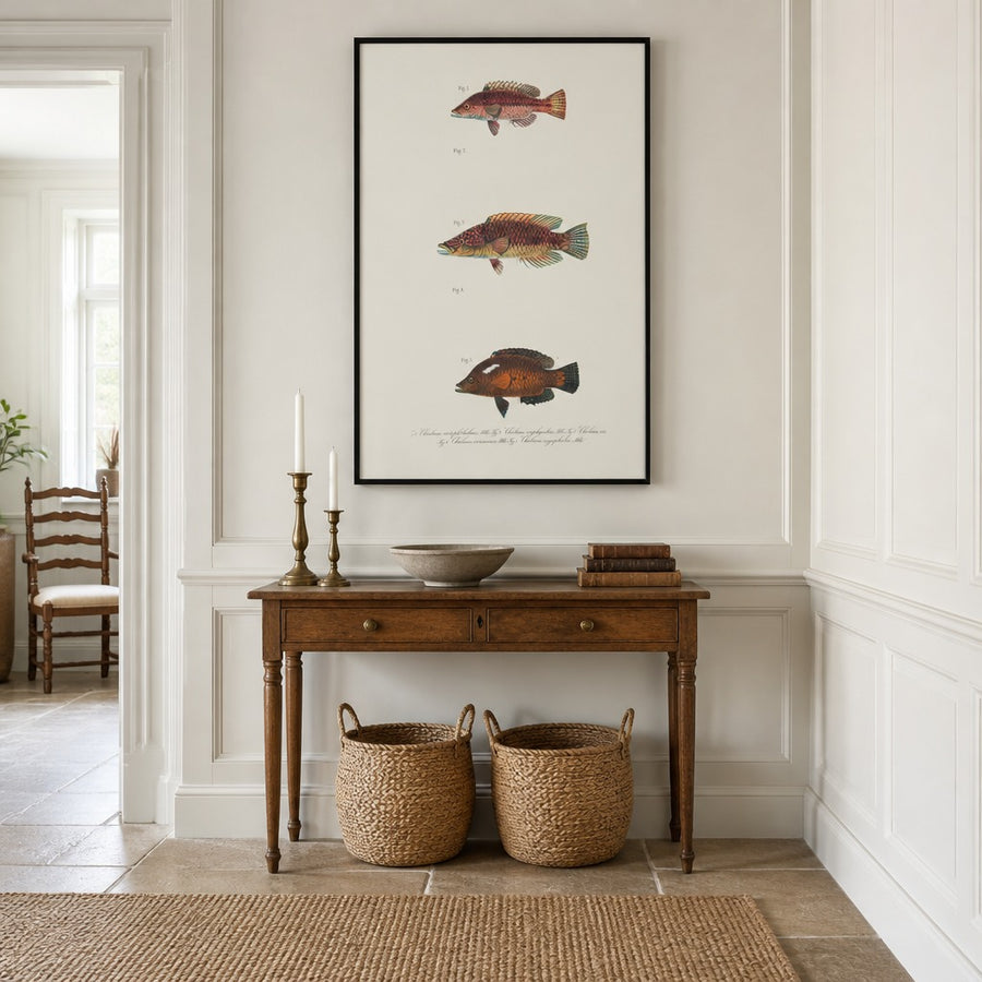 Indo-Pacific Wrasse No. 10 Art Print in a room setting