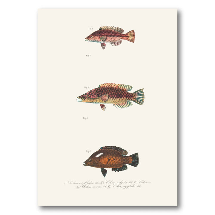Indo-Pacific Wrasse No. 10 Art Print