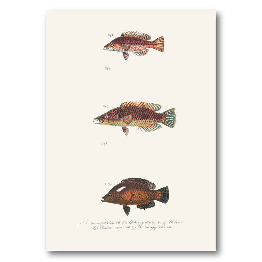 Indo-Pacific Wrasse No. 10 Art Print