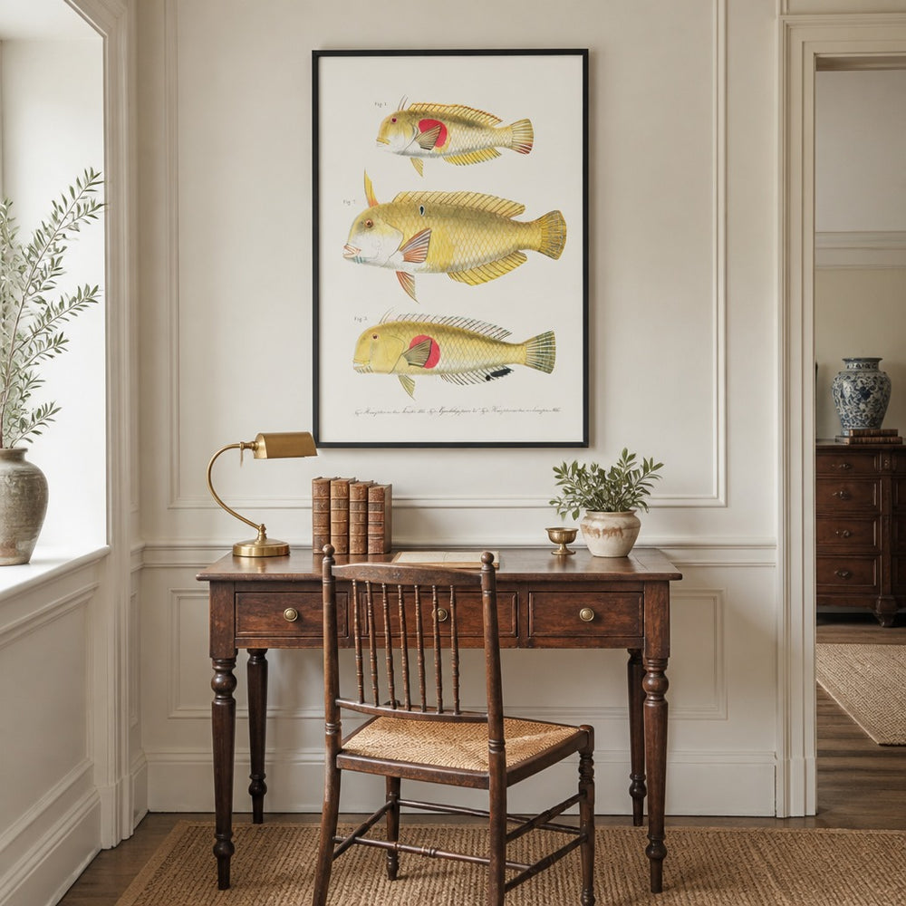 Indo-Pacific Wrasse No. 11 vintage fish art print framed in a traditional home