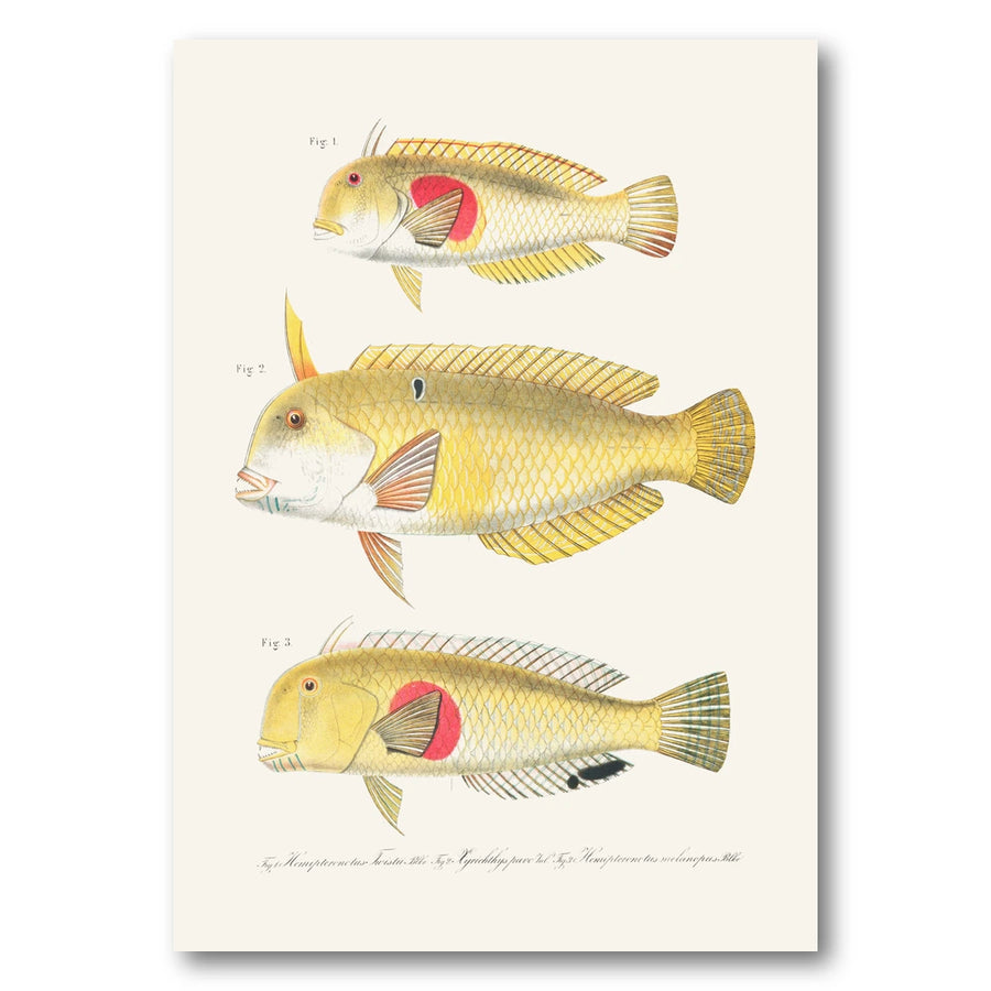 Indo Pacific Wrasse No 11 Art Print