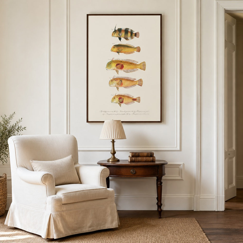 Indo-Pacific Wrasse No. 12 vintage fish art print framed in a traditional home
