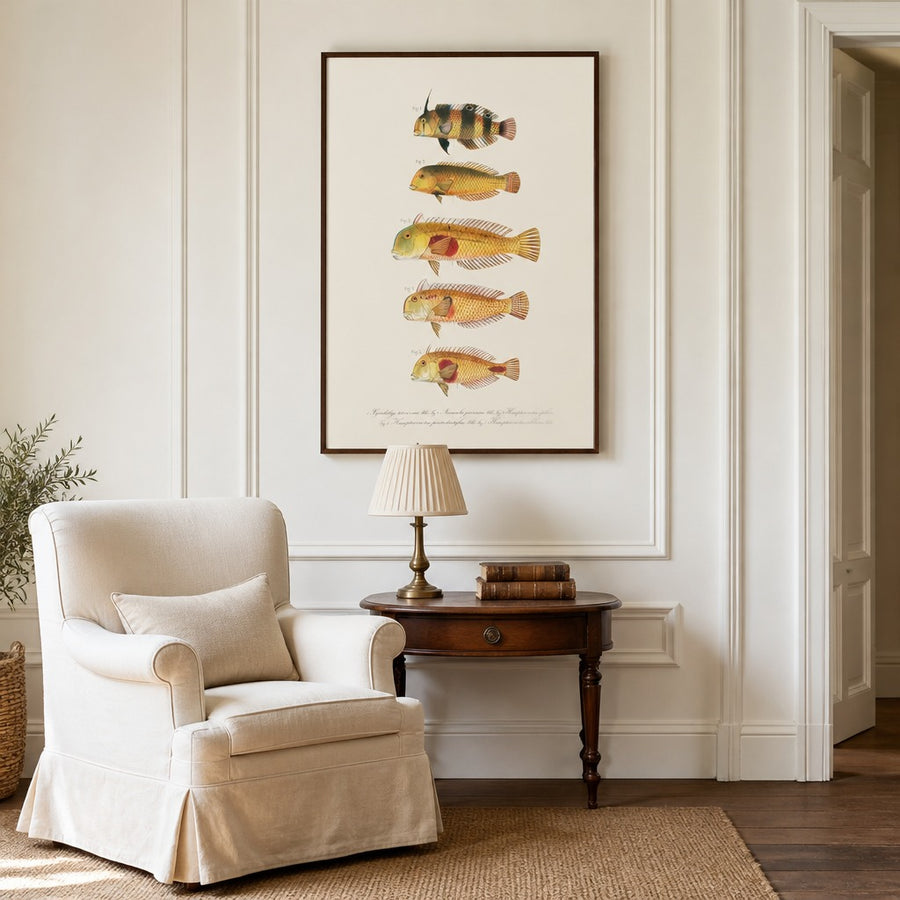Indo-Pacific Wrasse No. 12 Art Print in a room setting