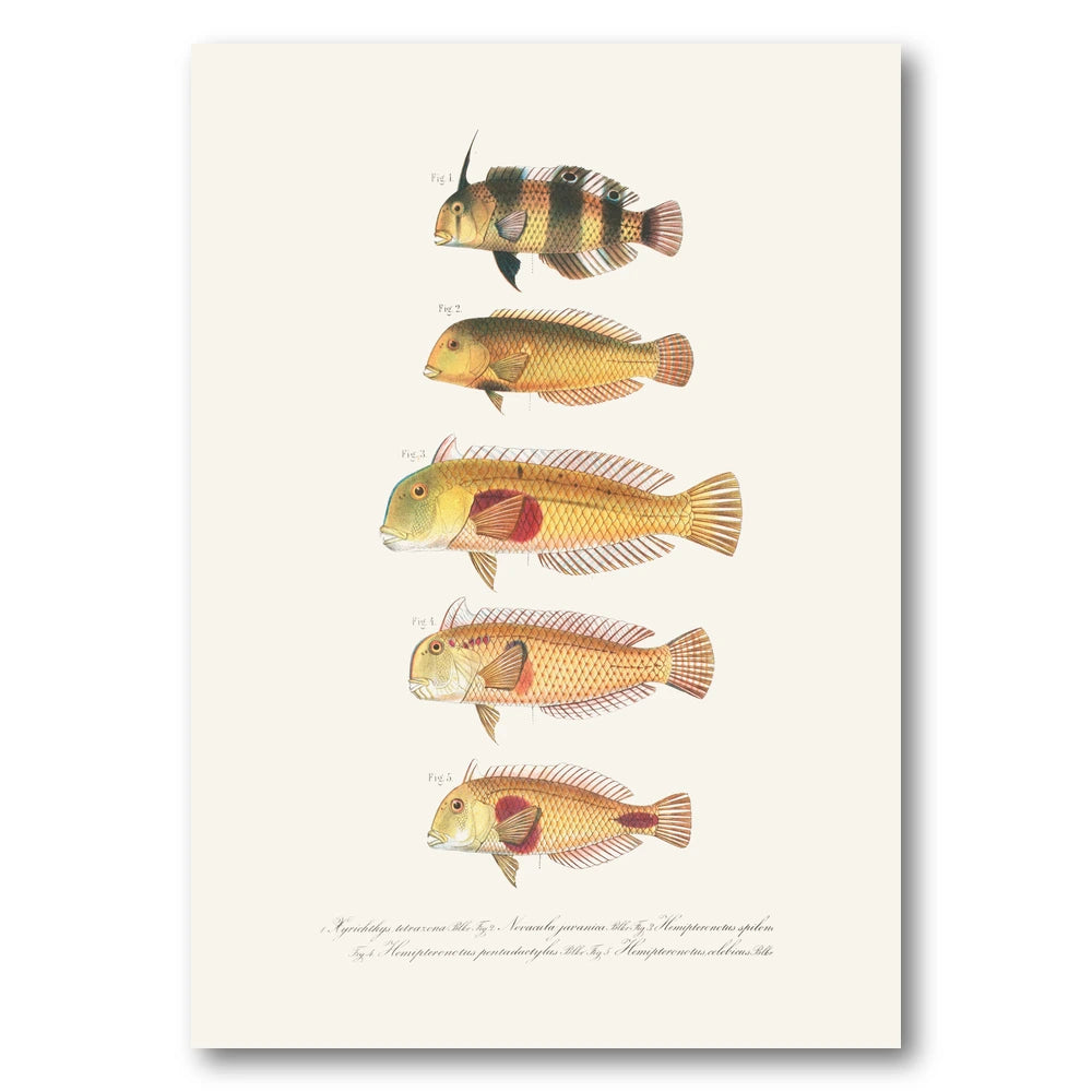 Indo-Pacific Wrasse No. 12 Art Print
