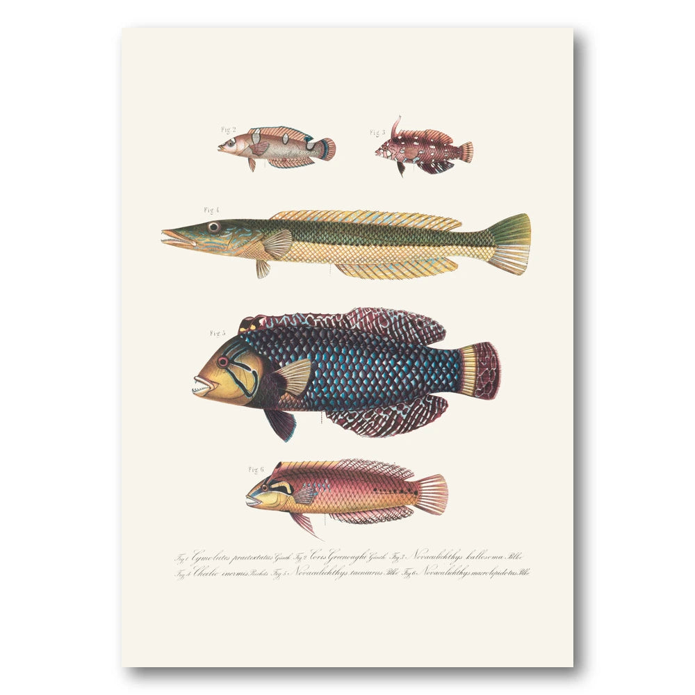 Indo-Pacific Wrasse No. 13 Art Print