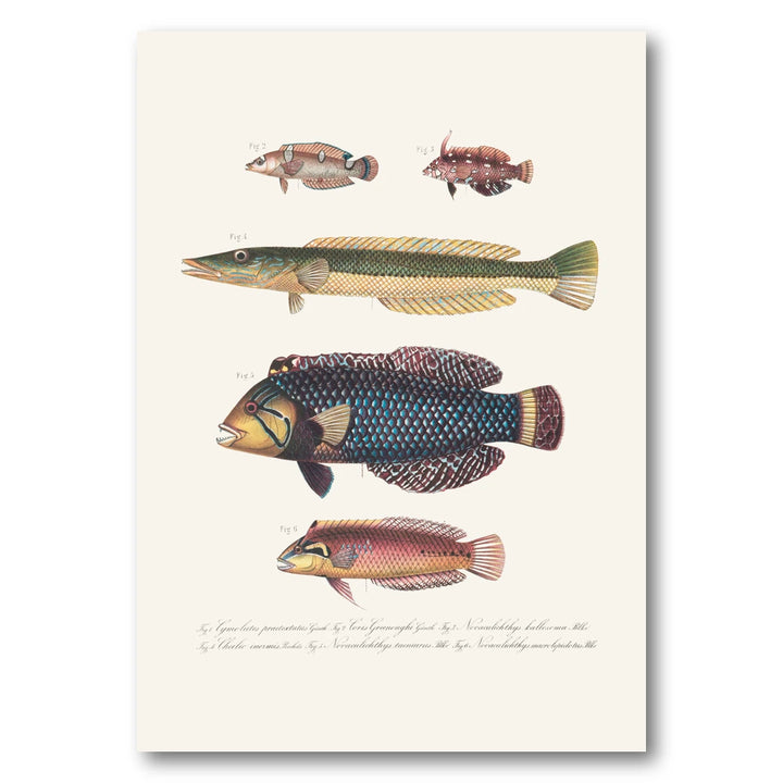 Indo-Pacific Wrasse No. 13 Art Print