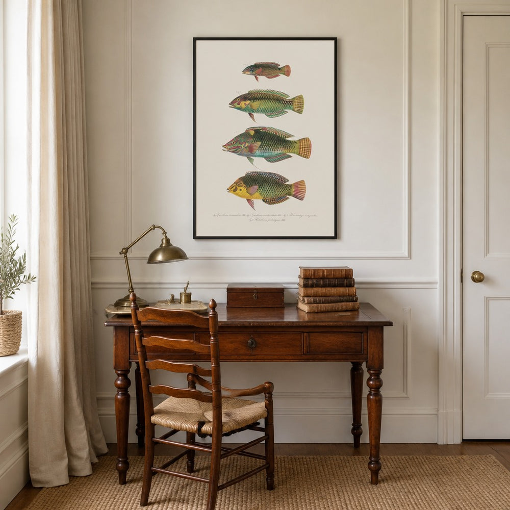 Indo-Pacific Wrasse No. 14 vintage fish art print framed in a traditional home