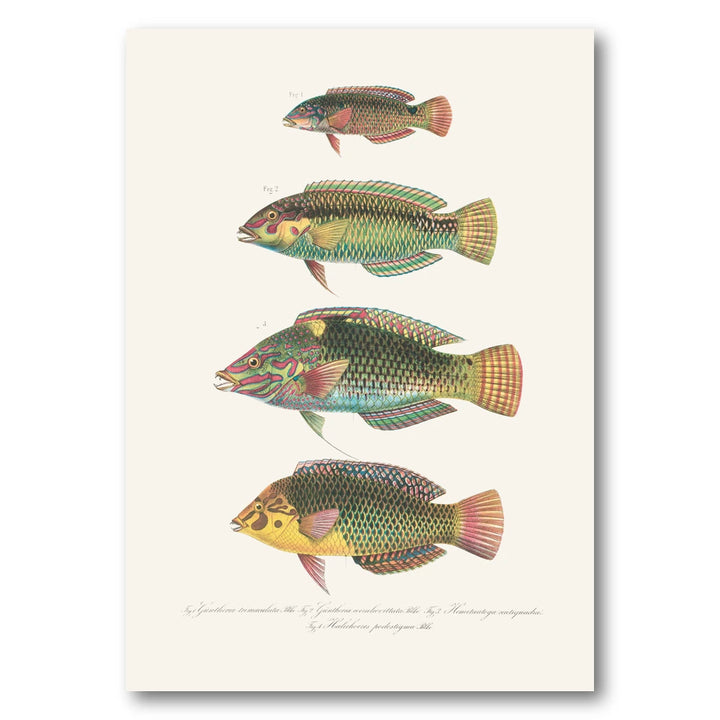 Indo-Pacific Wrasse No. 14 Art Print