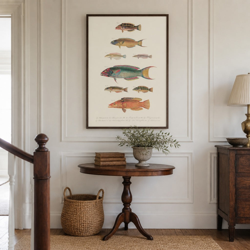 Indo-Pacific Wrasse No. 15 vintage fish art print framed in a traditional home