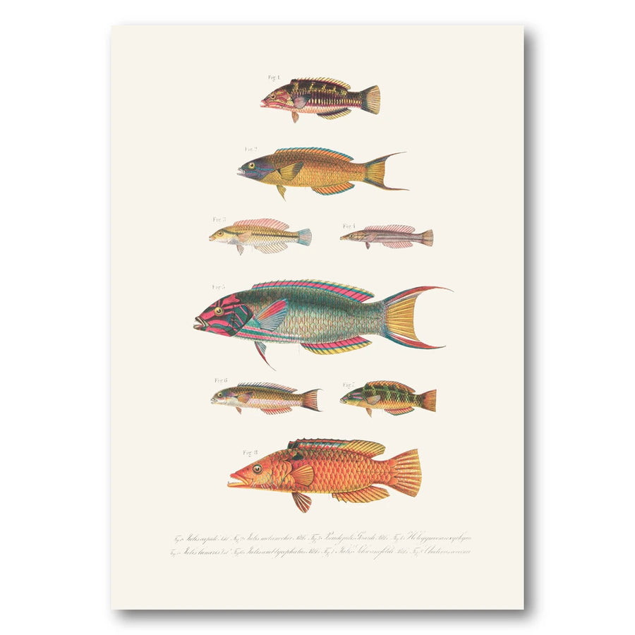 Indo-Pacific Wrasse No. 15 Art Print