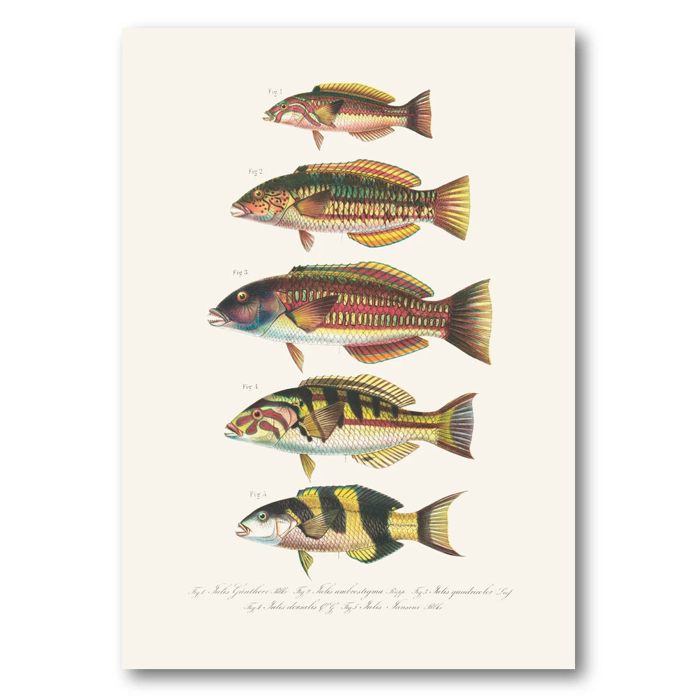 Indo Pacific Wrasse No 16 Art Print