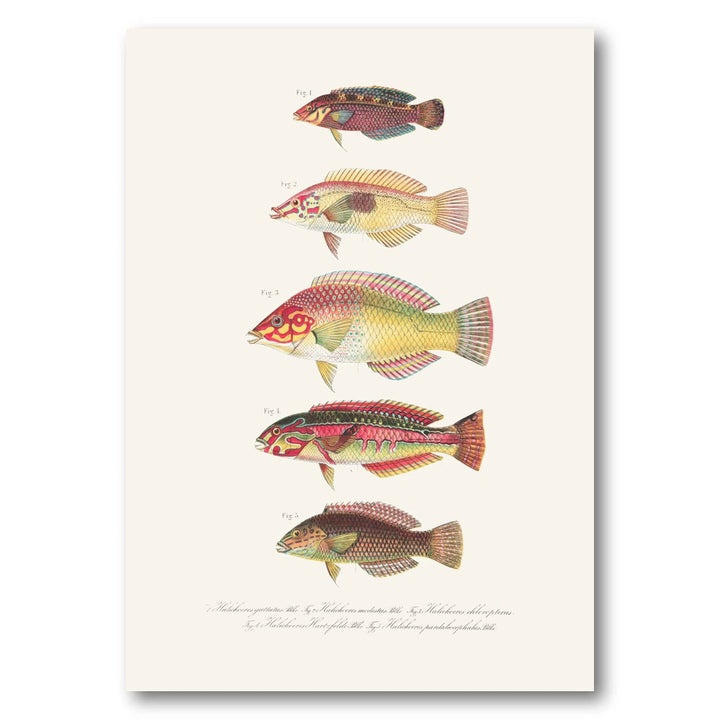 Indo-Pacific Wrasse No. 17 Art Print