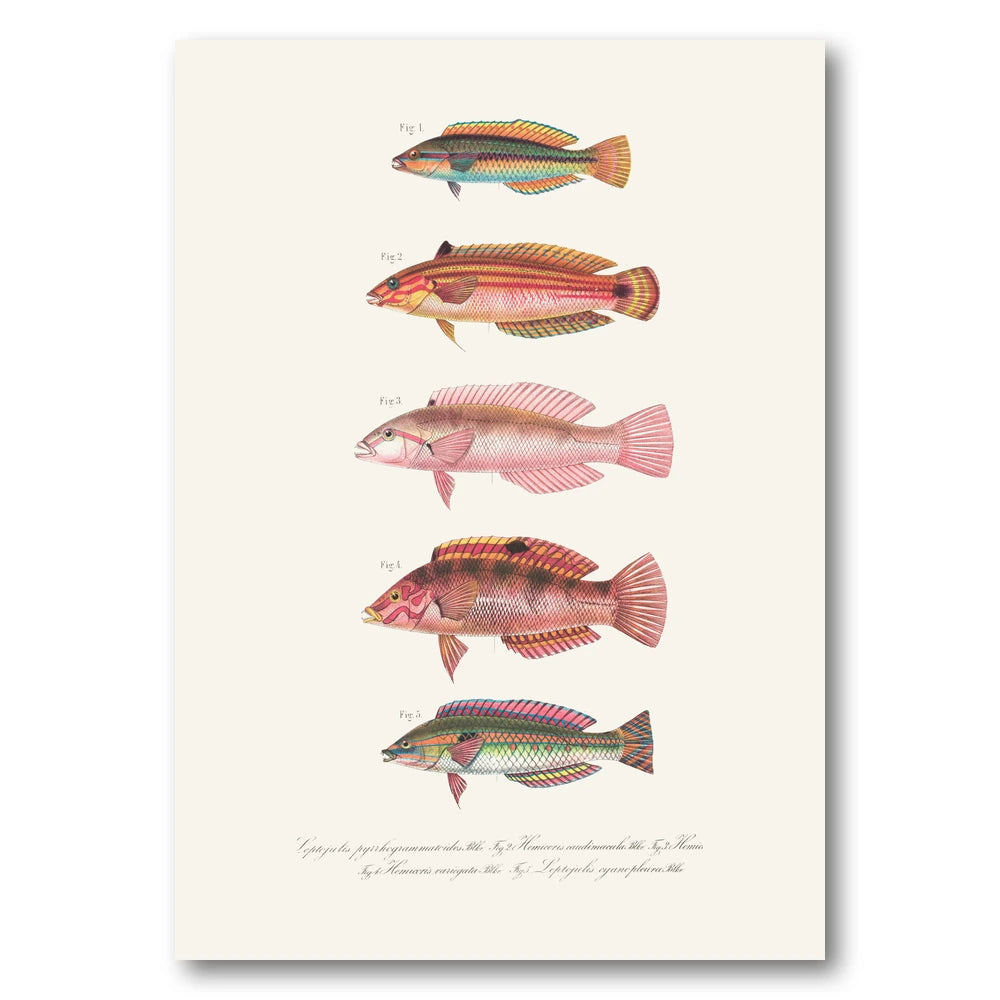 Indo-Pacific Wrasse No. 18 Art Print