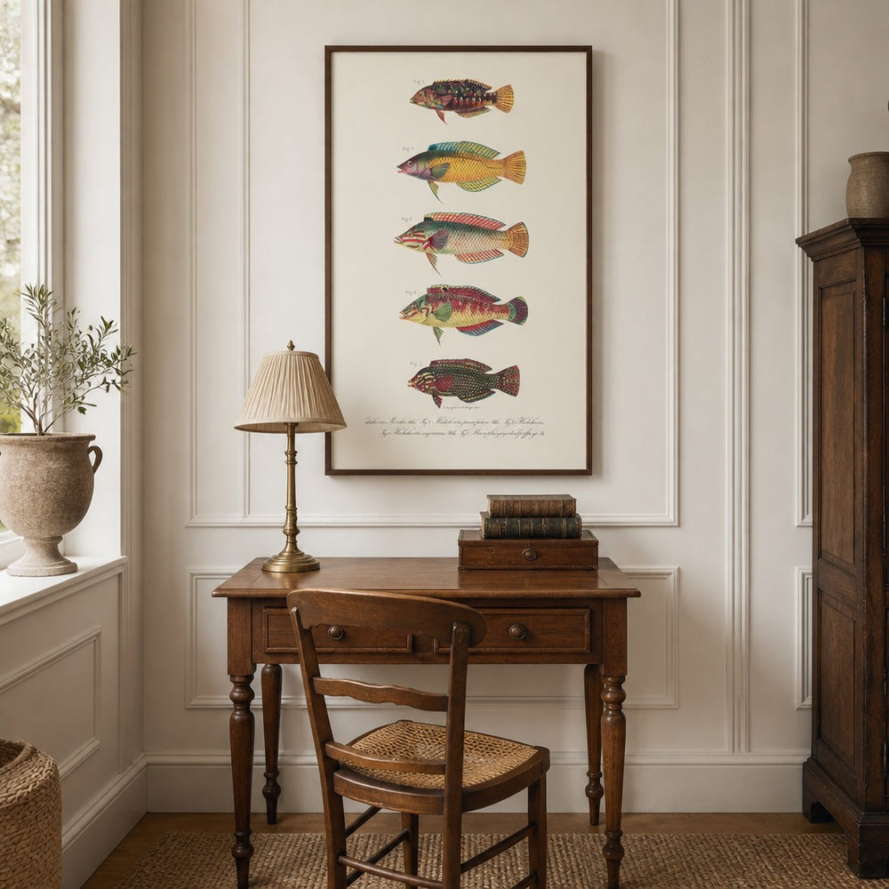 Indo-Pacific Wrasse No. 19 vintage fish art print framed in a traditional home
