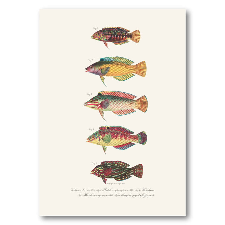 Indo-Pacific Wrasse No. 19 Art Print