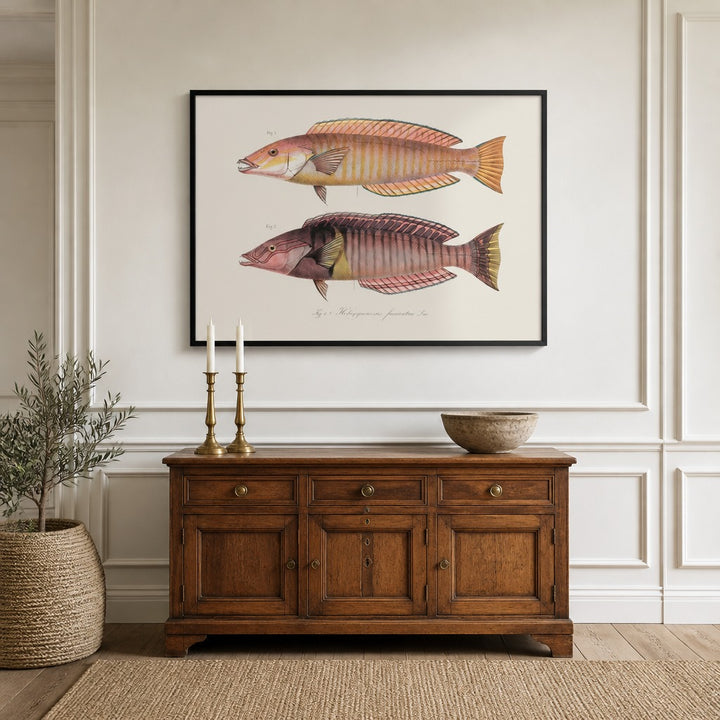 Indo-Pacific Wrasse No. 2 vintage fish art print framed in a traditional home
