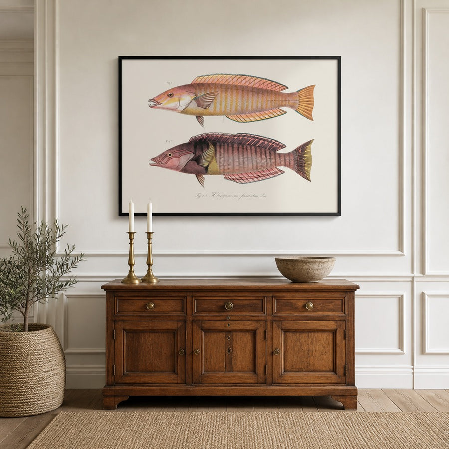 Indo-Pacific Wrasse No. 2 Art Print in a room setting