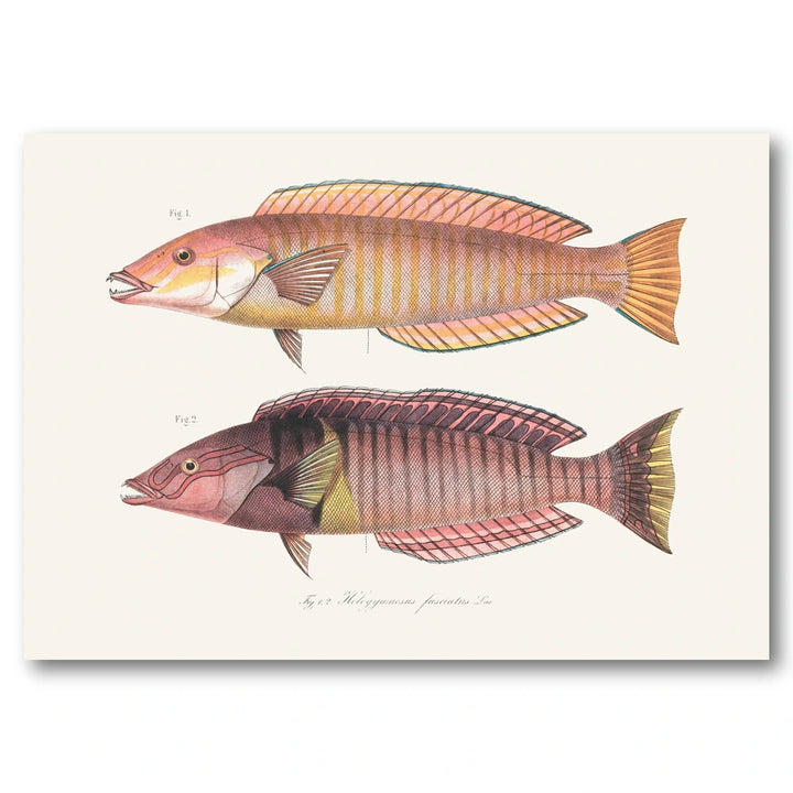 Indo-Pacific Wrasse No. 2 Art Print