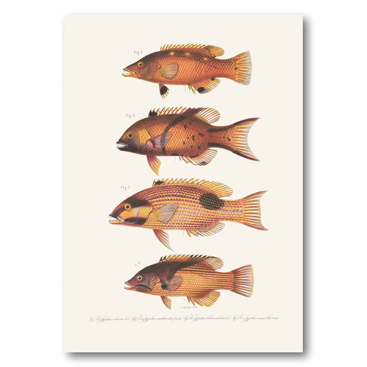 Indo-Pacific Wrasse No. 20 Art Print