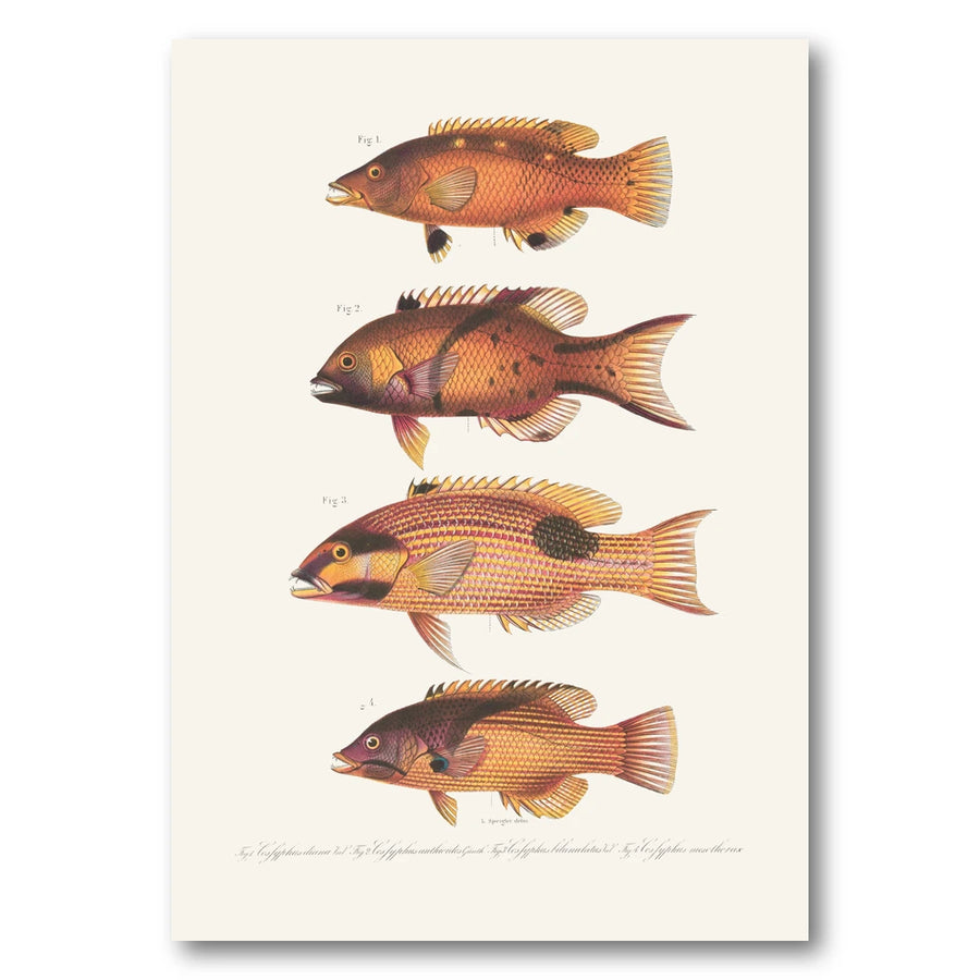 Indo Pacific Wrasse No 20 Art Print