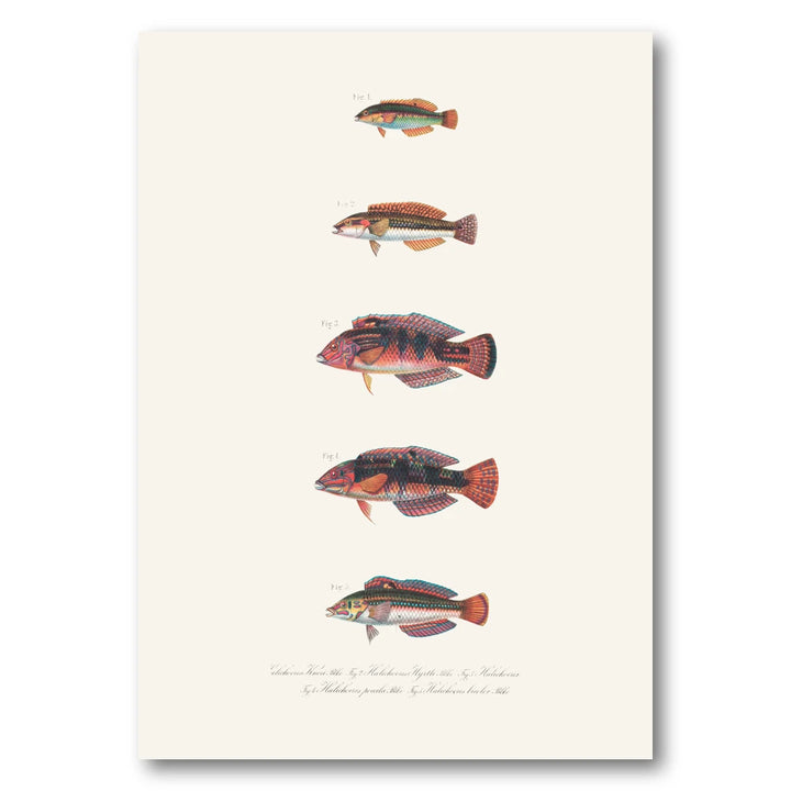 Indo-Pacific Wrasse No. 21 Art Print