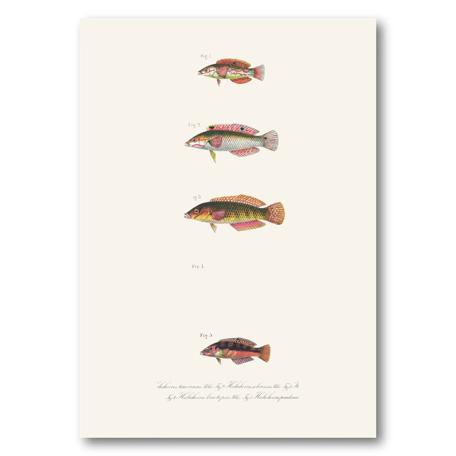 Indo-Pacific Wrasse No. 22 Art Print