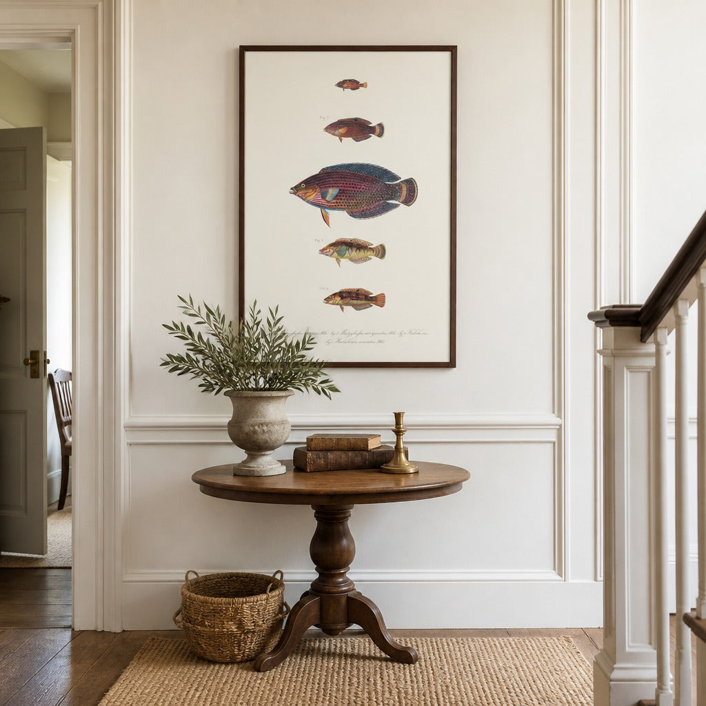 Indo-Pacific Wrasse No. 23 vintage fish art print framed in a traditional home