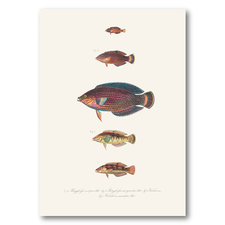 Indo-Pacific Wrasse No. 23 Art Print