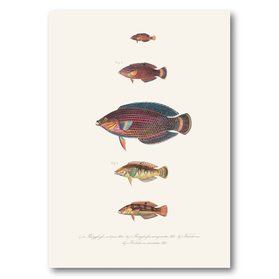 Indo-Pacific Wrasse No. 23 Art Print