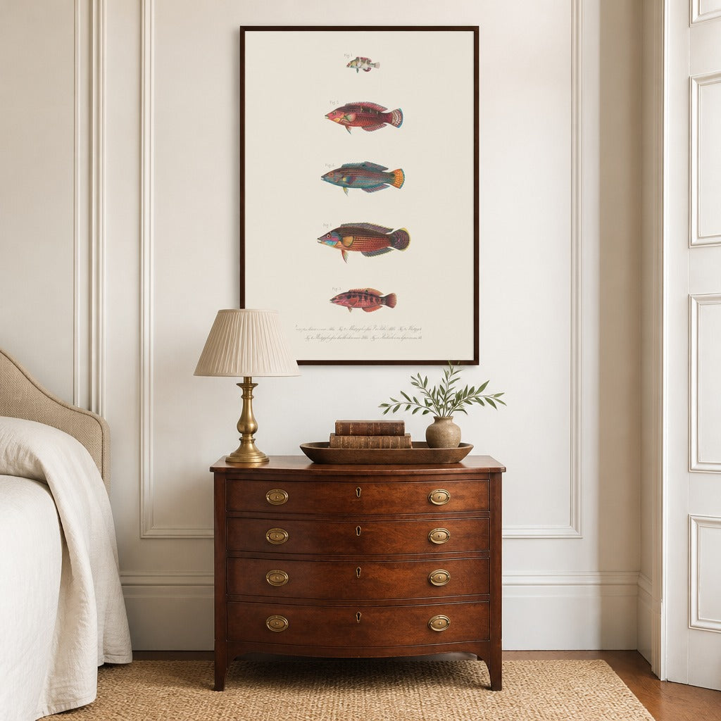 Indo-Pacific Wrasse No. 24 vintage fish art print framed in a traditional home