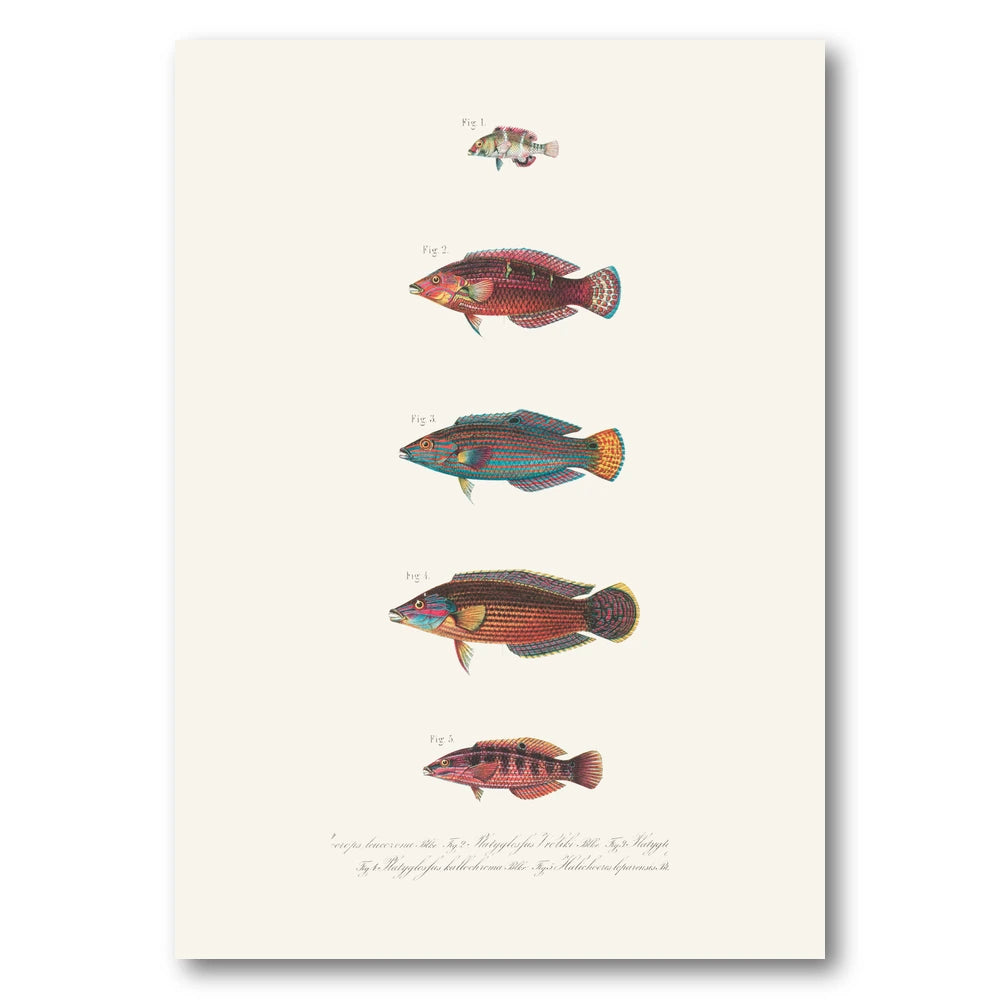 Indo-Pacific Wrasse No. 24 Art Print