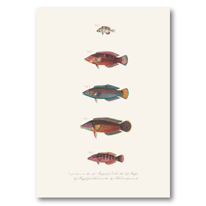 Indo-Pacific Wrasse No. 24 Art Print
