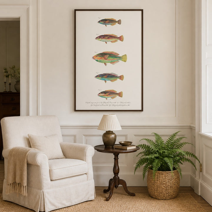 Indo-Pacific Wrasse No. 25 vintage fish art print framed in a traditional home