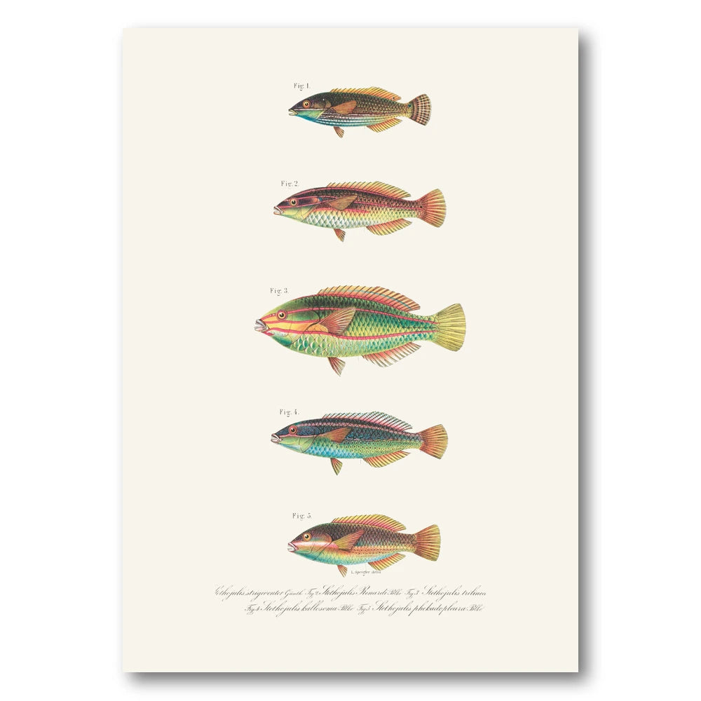 Indo-Pacific Wrasse No. 25 Art Print