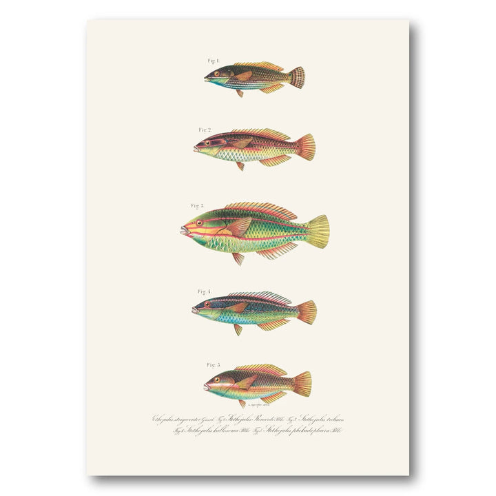 Indo-Pacific Wrasse No. 25 Art Print