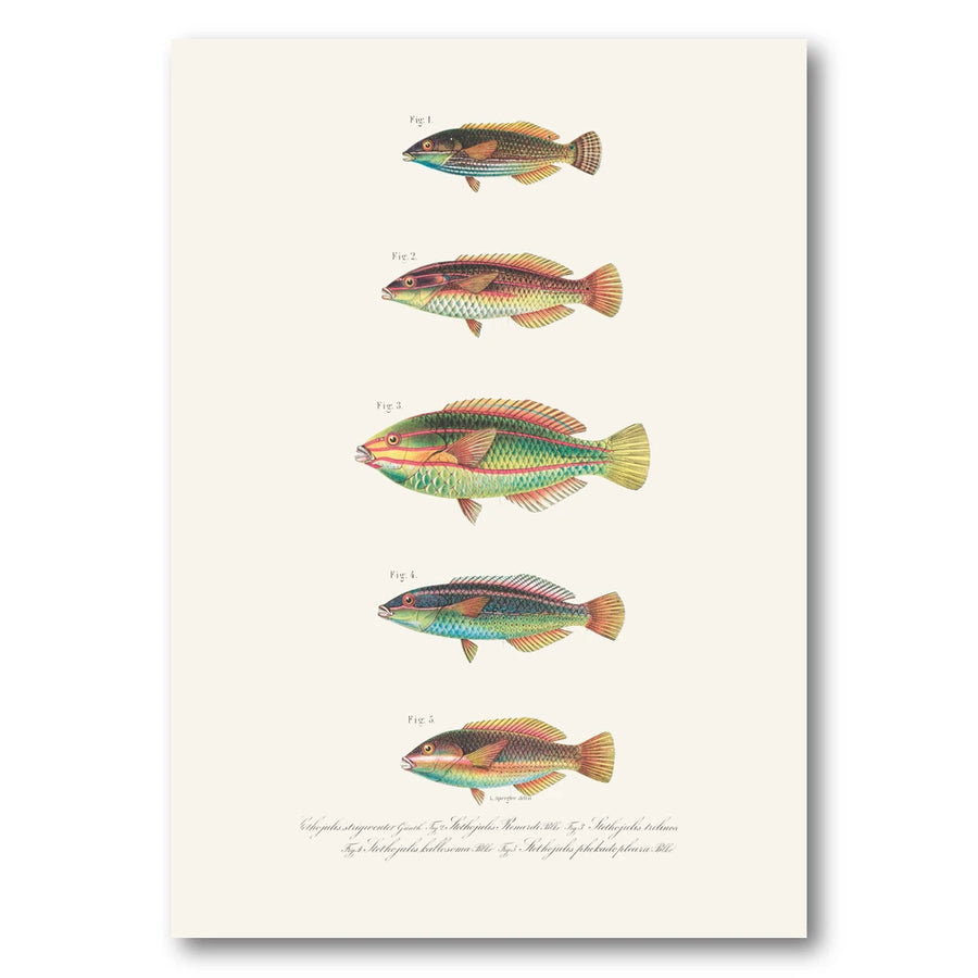 Indo-Pacific Wrasse No. 25 Art Print