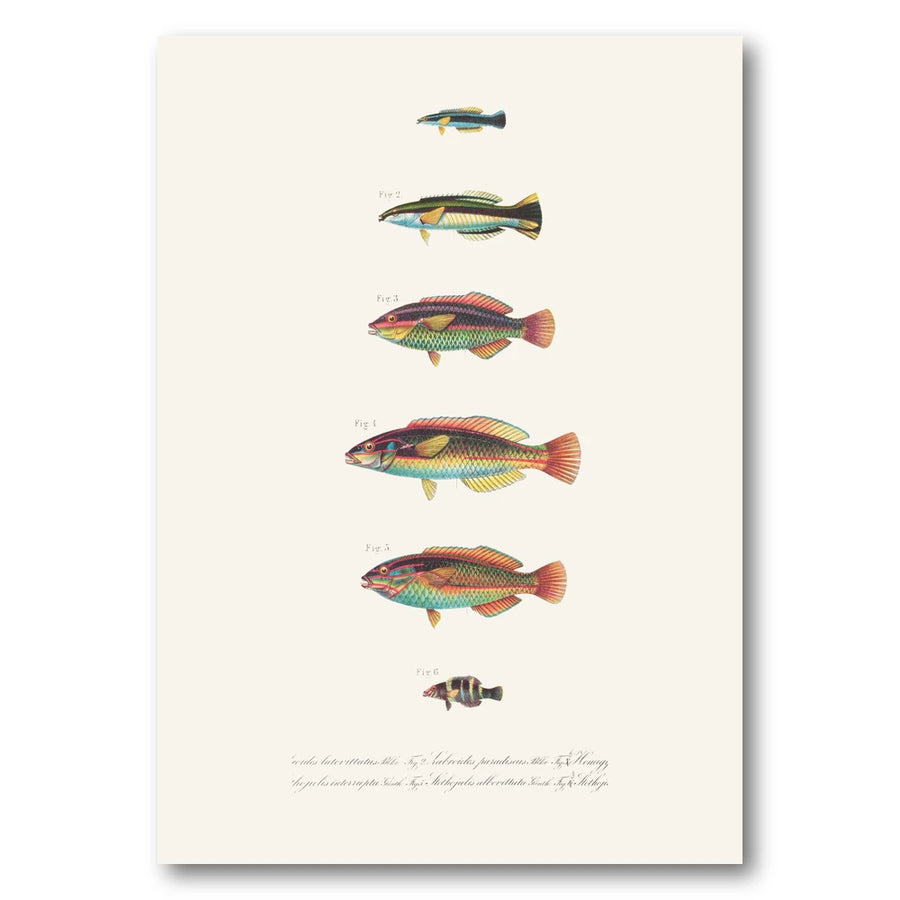 Indo-Pacific Wrasse No. 26 Art Print