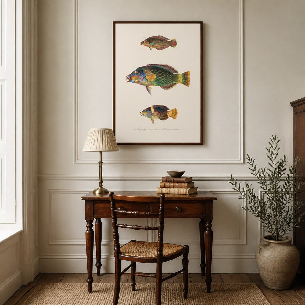 Indo-Pacific Wrasse No. 27 vintage fish art print framed in a traditional home
