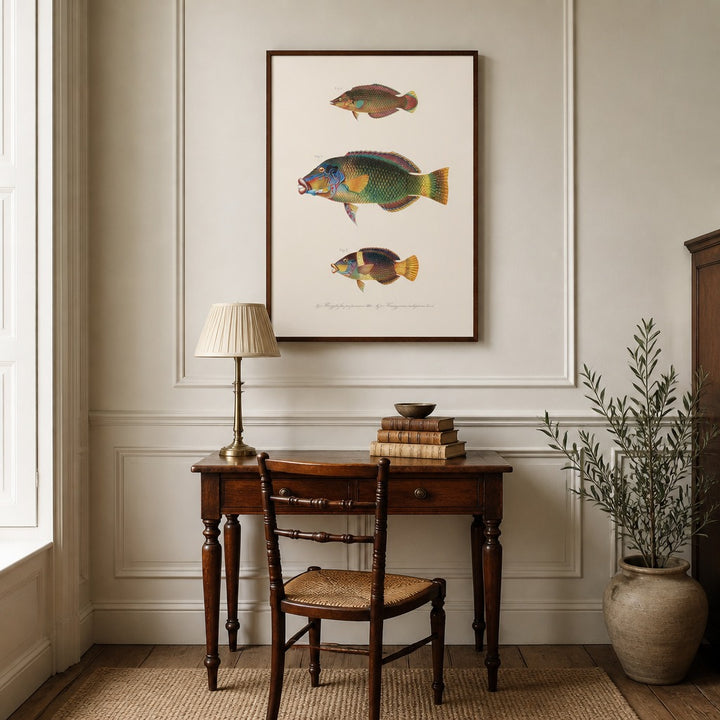 Indo-Pacific Wrasse No. 27 vintage fish art print framed in a traditional home