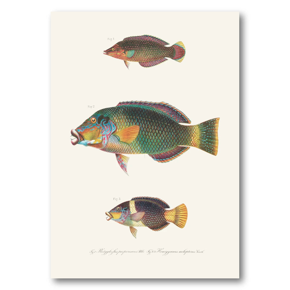 Indo-Pacific Wrasse No. 27 Art Print