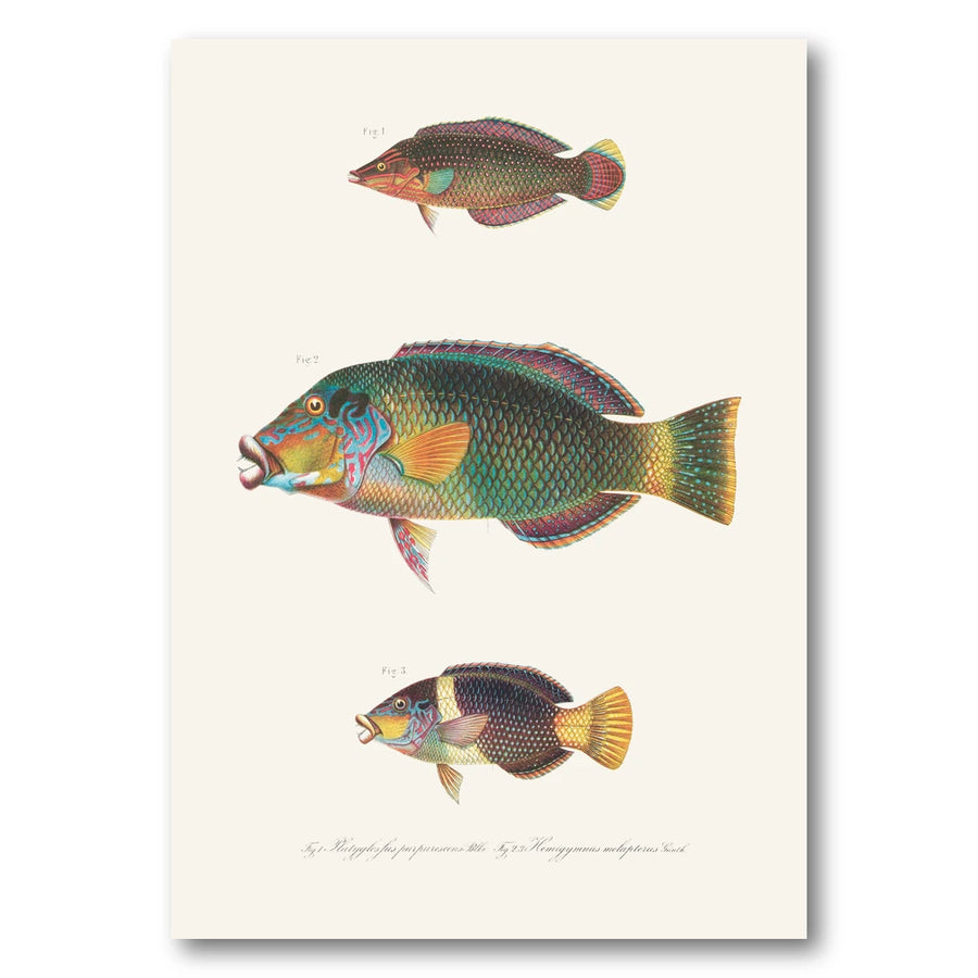 Indo Pacific Wrasse No 27 Art Print