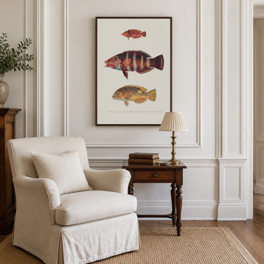 Indo-Pacific Wrasse No. 28 vintage fish art print framed in a traditional home
