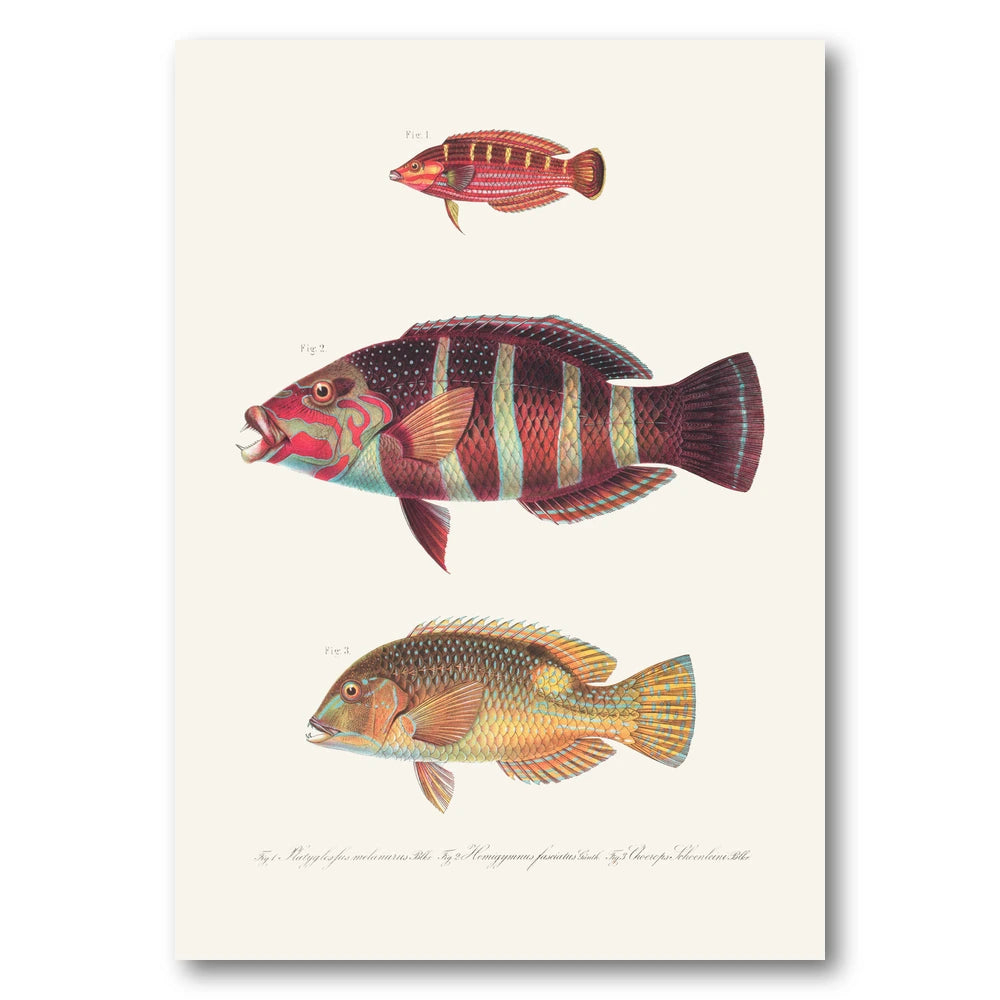 Indo-Pacific Wrasse No. 28 Art Print